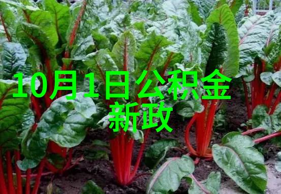 云南省文山市巴西菇为群众撑开致富伞