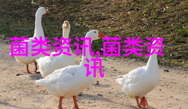 江苏丰县凤城街道电商引路食用菌产品成爆款